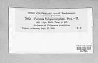Puccinia polygoni-amphibii image
